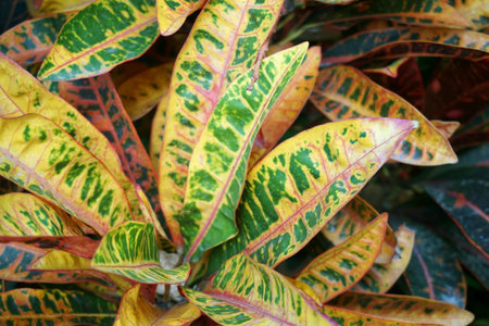 Codiaeum variegatium plant in nature garden