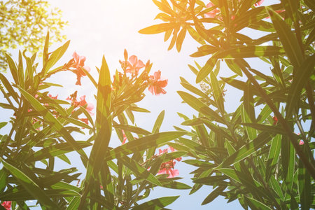 pink nerium oleander flower in nature gardenの写真素材