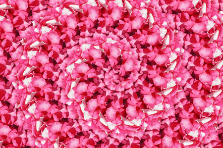 pink rose flower pattern backgroundの写真素材