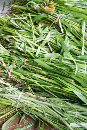 fresh green grass for feeding animal in country farmの写真素材