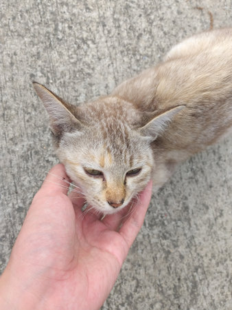 play with a cute cat