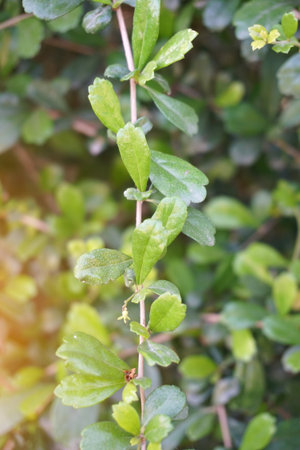 fresh green carmona retusa leaves in nature garden