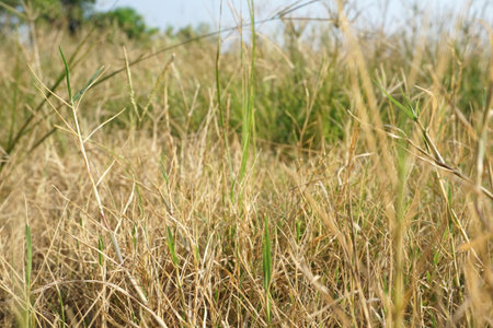 Dry grass in nature gardenの写真素材