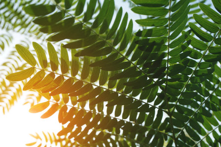 leucaena glauca leaf and sunlight in nature gardenの写真素材