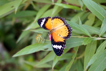 Beautiful butterfly on green leaves in nature garden