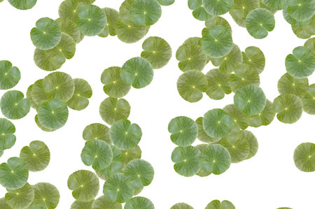 Water Pennywort leaf on white backgroundの写真素材