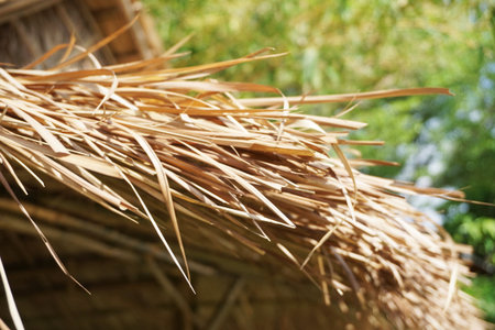 dry Nypa fruticans leaves roofの写真素材