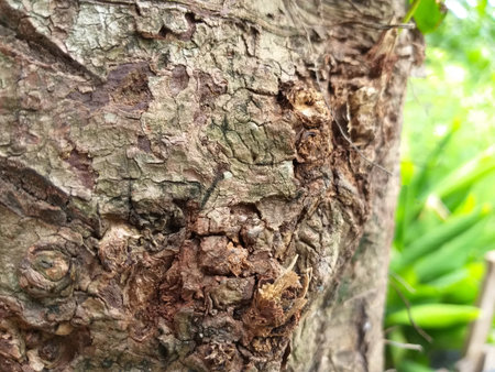 close up dry bark tree texture in nature garden