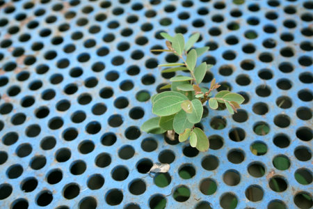close up fresh green sprout on blue iron metal texture
