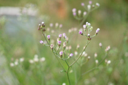 Little Ironweed flower in nature gardenの写真素材