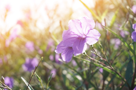 ruellia tuberosa flower in nature gardenの写真素材