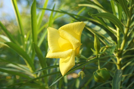 yellow cascabela thevetia flower in nature garden