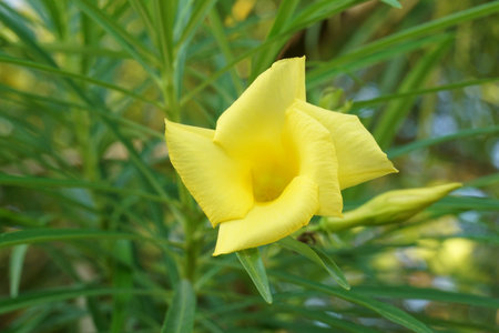 yellow cascabela thevetia flower in nature garden