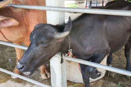 albino buffalo in country farm