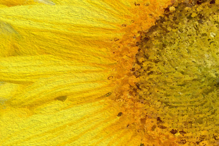 sunflower pattern backgroundの写真素材