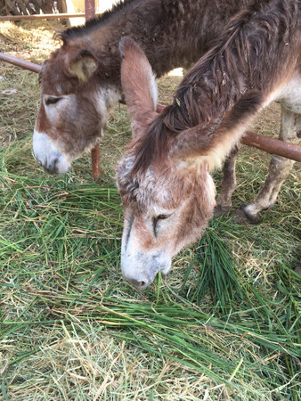 burro in country farmの写真素材