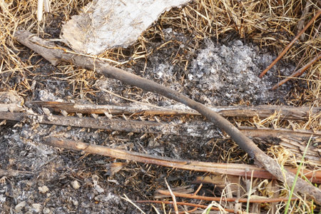 woodpile and ash on the groundの写真素材