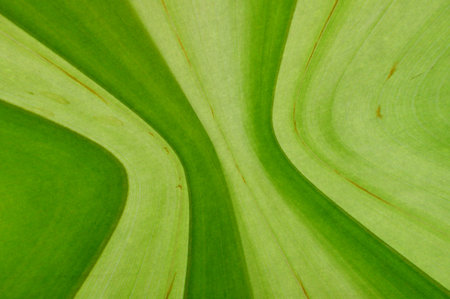 green color pattern backgroundの写真素材
