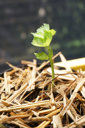 Celery growing on soil in nature gardenの写真素材