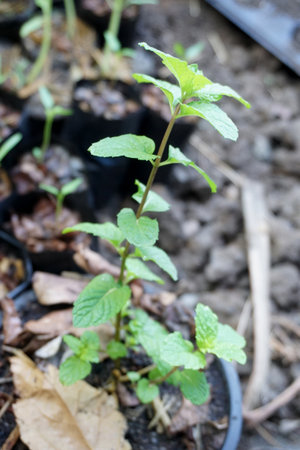 close up kitchen mint plants in nature gardenの写真素材
