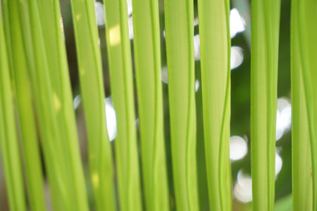 fresh green palm leaf textureの写真素材