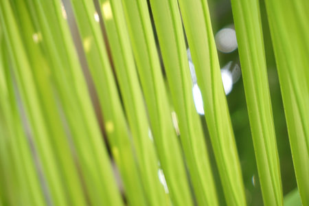 fresh green palm leaf textureの写真素材