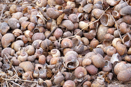 dry group shell on the ground