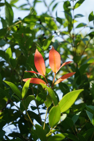 Syzygium australe plant in nature garden