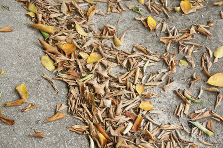 dry leaves on cement floorの写真素材