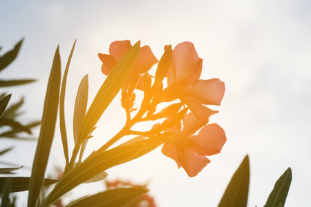 pink nerium oleander flower in nature gardenの写真素材