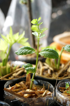 close up kitchen mint plants in nature gardenの写真素材