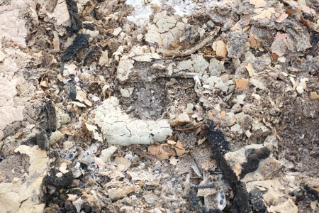 ash on the ground