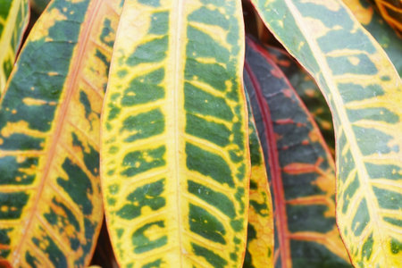 Codiaeum variegatium plant in nature garden