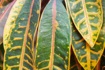 Codiaeum variegatium plant in nature gardenの写真素材