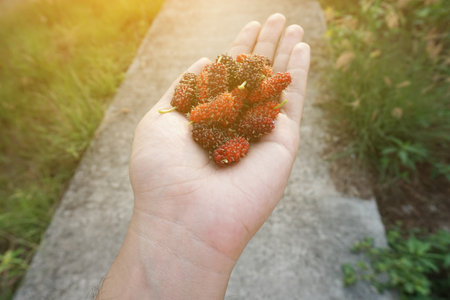 fresh mulberry fruit on man hand