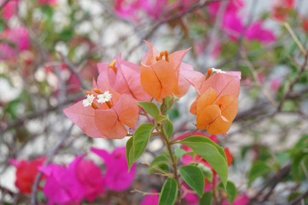 Bougainvillea flower in nature gardenの写真素材