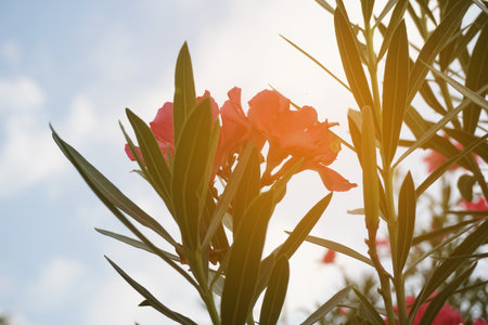 pink nerium oleander flower in nature gardenの写真素材