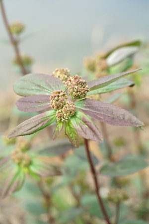 Garden spurge flower in nature garden