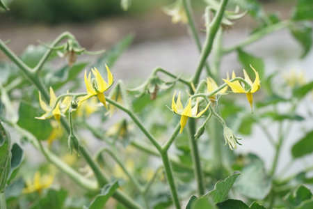 tomato flower in nature gardenの写真素材