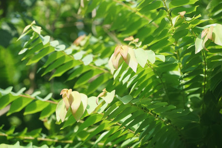 Fresh green Phyllanthus acidus leaf in nature gardenの写真素材