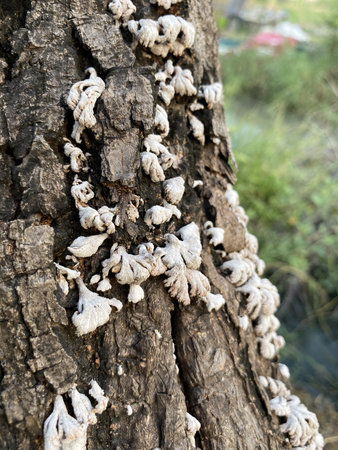 close up white mushroom on dry wood bark