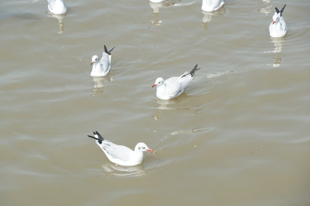 seagull in Bang Pu sea, Thailand