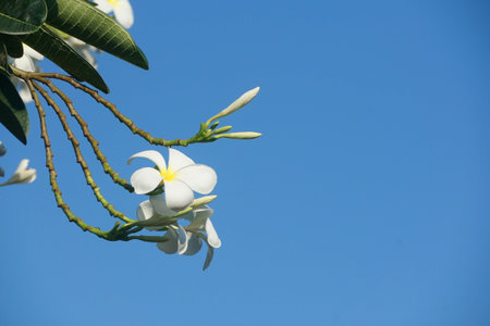 white plumeria flower in nature gardenの写真素材