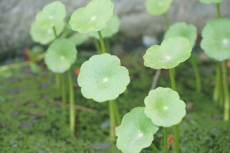 fresh green water pennywort plant in nature garden