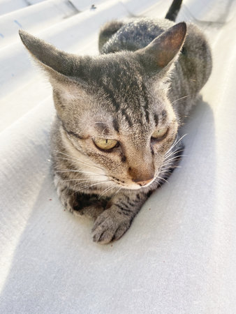 cute tabby cat on the roof