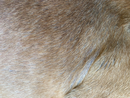 close up hair of the dog textureの写真素材