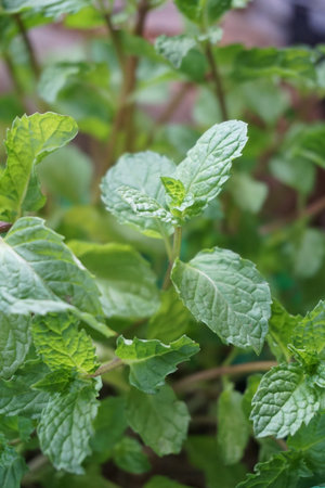 close up kitchen mint plants in nature garden
