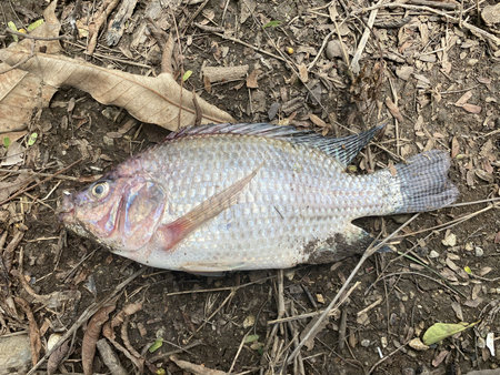 dead Nile Tilapia fish on the groundの写真素材