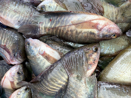 Snake Skin Gourami in country farmの写真素材