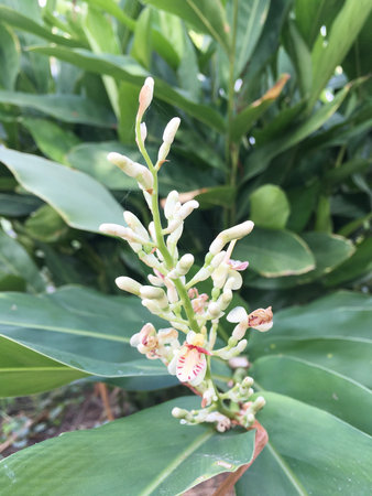 galanga flower in nature gardenの写真素材